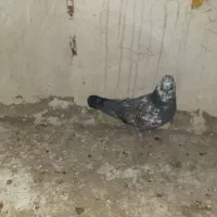 سه عدد کبوتر