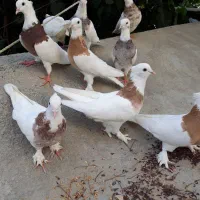 طوقی طوقی طوقی