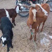 مراوه تپه گوگدره|حیوانات مزرعه|مراوه, |دیوار