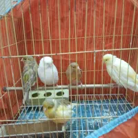 پرنده ۵تا قناری ماده مفت