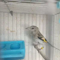 سهره چهار گل و کرمونی