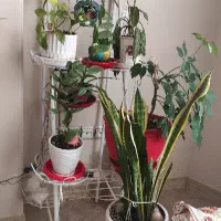 استند اهنی گل