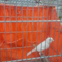 قناری نر|پرنده|ری, علایین|دیوار