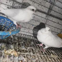 کبوتر زینتی|پرنده|کردیان, |دیوار