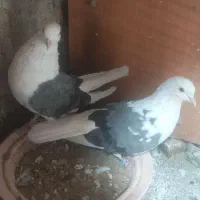 کبوترهای خالقدیم اکثرا گرگی پرش بالا|پرنده|تسوج, |دیوار