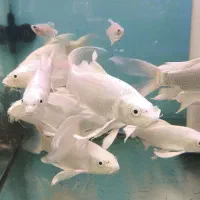 کوی مایان و پلاتینیوم و بقیه نژاد ها