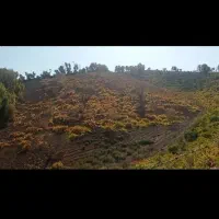 باغ انگور درجه یک 7 هزار متر