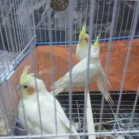 سه عدد عروس لوتینو سالم و سرحال
