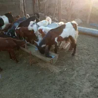 فروش بزغاله های نر|حیوانات مزرعه|سیمین شهر, |دیوار