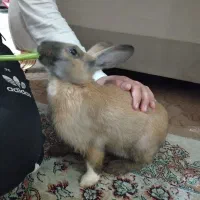 حیوان خانگی