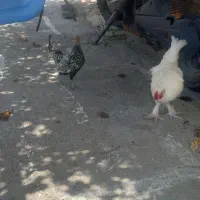 فروش دوعدد خروس جوان