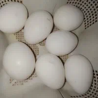 تخم بوقلمون