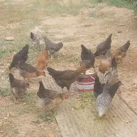 فروش مرغ