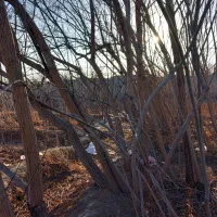 نهال|خدمات باغبانی و درختکاری|شهریار, شهریار|دیوار