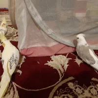 سلام  عروس هلندی  جدید بسیار  زیبا موجود شده