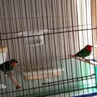 فروش فنچ طوطی وار و گلدین