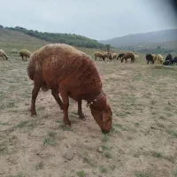 نر داشتی|حیوانات مزرعه|لوشان, |دیوار