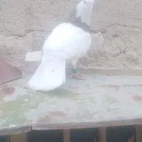 طوقی|پرنده|مسجد سلیمان, |دیوار