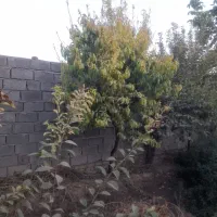 باغ ویلا دور دیوار|فروش خانه و ویلا|مشهد, پرکندآباد|دیوار