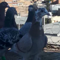 مگسی و فیلی گمشده غروب بازی|پرنده|گنبد کاووس, |دیوار