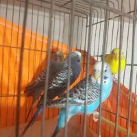 مرغ عشق باقفس|پرنده|تهران, شهرک فردوس (حسینی)|دیوار