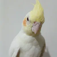 عروس هلندی سخنگو