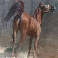 اسب کرد