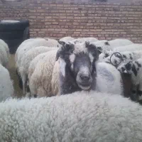 فروش ۱۰ راس کره