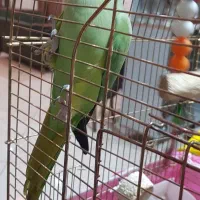 ملنگو ۲ساله