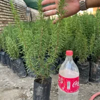 رزماری نایلکسی عمده مناسب فضای سبز