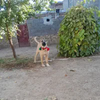 ماده سرابی از بهترین نسل