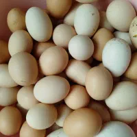 تخم مرغ محلی