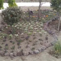 خدمات باغبانی|خدمات باغبانی و درختکاری|مشهد, کارگران|دیوار