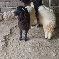 بره