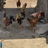 تخم خروس لاری اصیل