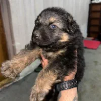 ژرمن شولاین نر کینگ سایز