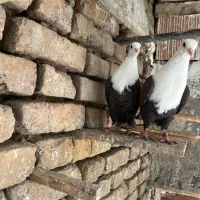 کبوترکربلایی طوقی تکپرسروررنگی سارآلمانی