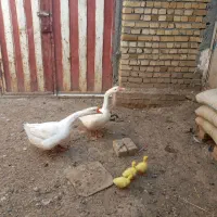 قوغاز. اردک.بوقلمون