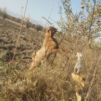 بزنر|حیوانات مزرعه|قصابه, |دیوار