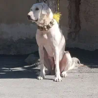 واگذاری سگ پژدر
