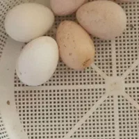 تخم بوقلمون نطفه دار
