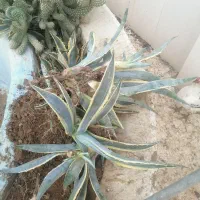 گل اگاو ابلغ