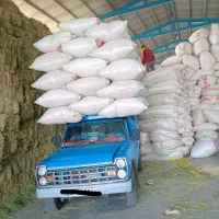 کاه دیمی و تمیز برای گاو و گوسفند
