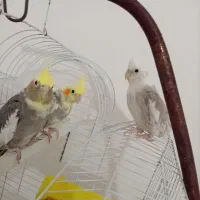 3تا عروس هلندی 3تا مرغ عشق همه دستی