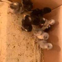 جوجه گلین و آمروک و مرندی