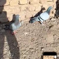 کفتر|پرنده|قلندر آباد, |دیوار