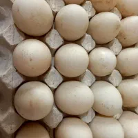 تخم اردک|حیوانات مزرعه|بومهن, |دیوار