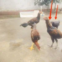 جوجه خروس لاری