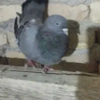 کبوتر ماده|پرنده|فارسان, |دیوار