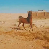 اسب|اسب و تجهیزات اسب‌سواری|برخوار, |دیوار